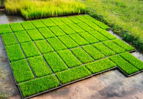 Préparation des plants de riz planter dans la culture agricole de plateaux d’eau douce
